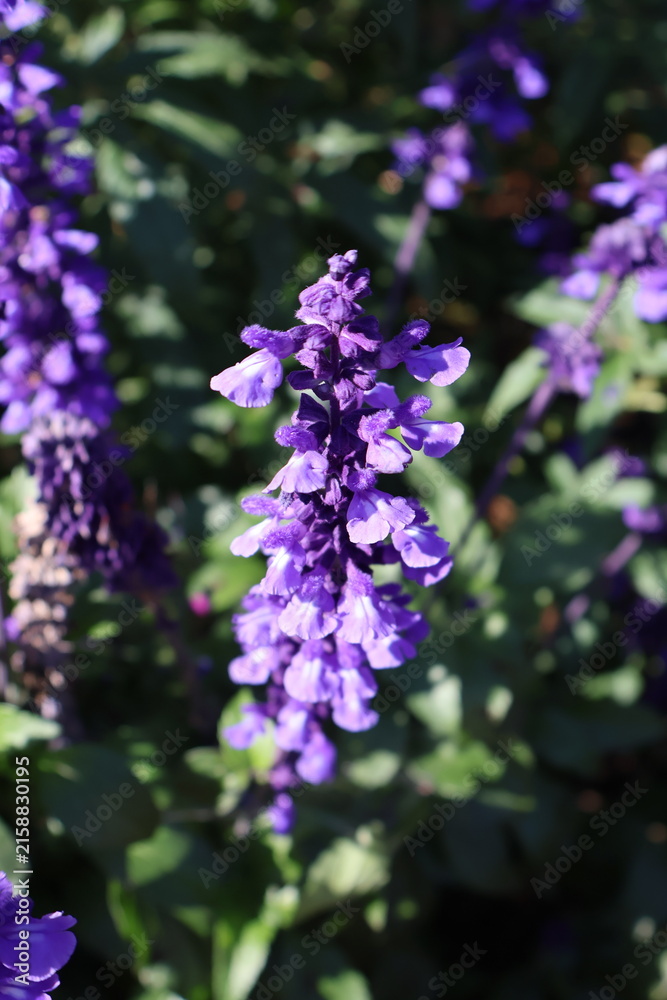 Fototapeta premium A beautiful cluster of blooming purple flowers in a natural garden setting, capturing a serene and enchanting atmosphere. Ideal for botanical projects, gardening themes, eco-friendly concepts, and sce