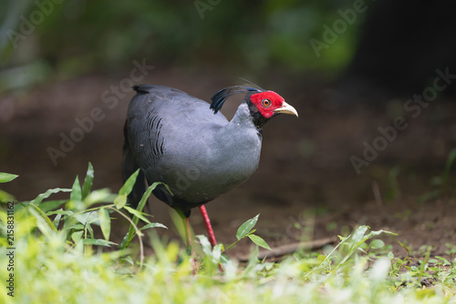 male Siamese fireback (Lophura diardi) walks across the forest floor in Cat Tien National Park, Vietnam. Vibrant bird wildlife stock photography.