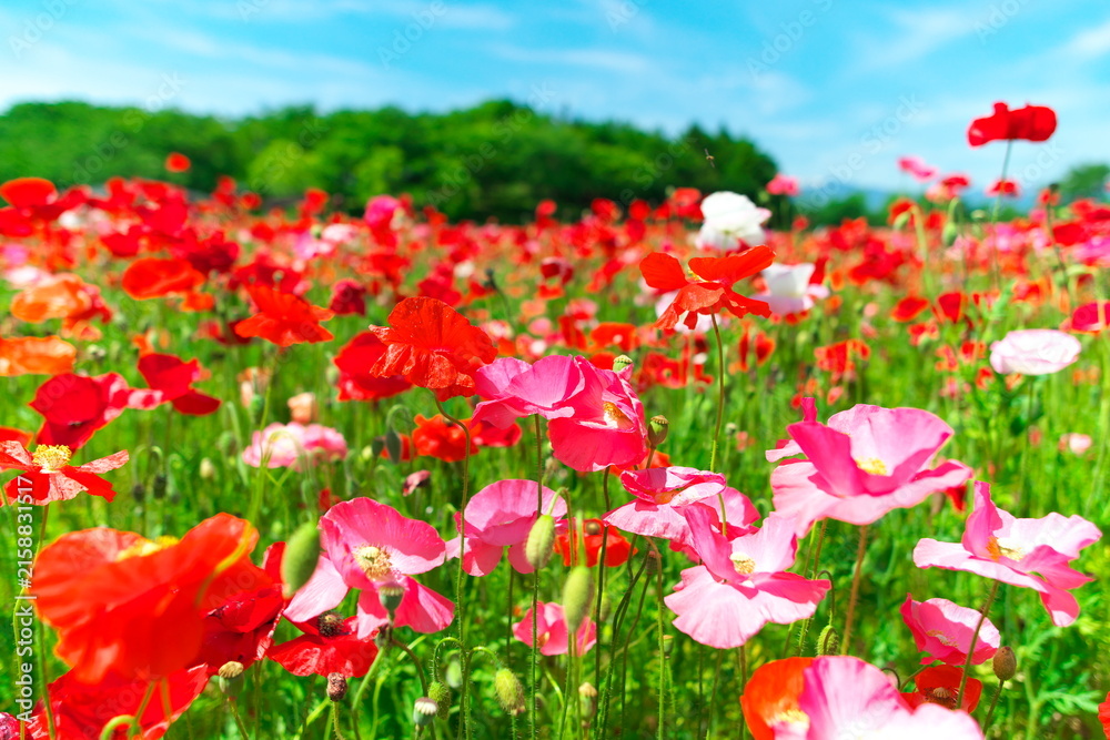 Obraz premium Close up of colorful red and pink poppy flowers blooming in sunny meadow