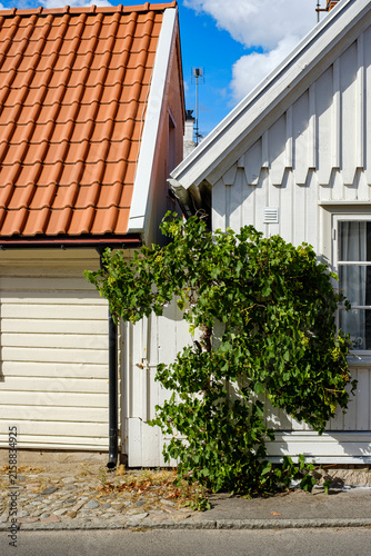 Ein Weinstock wächst am Straßenrand vor einer traditionellen Gebäudestruktur in Torekov, Schonen, Schweden.