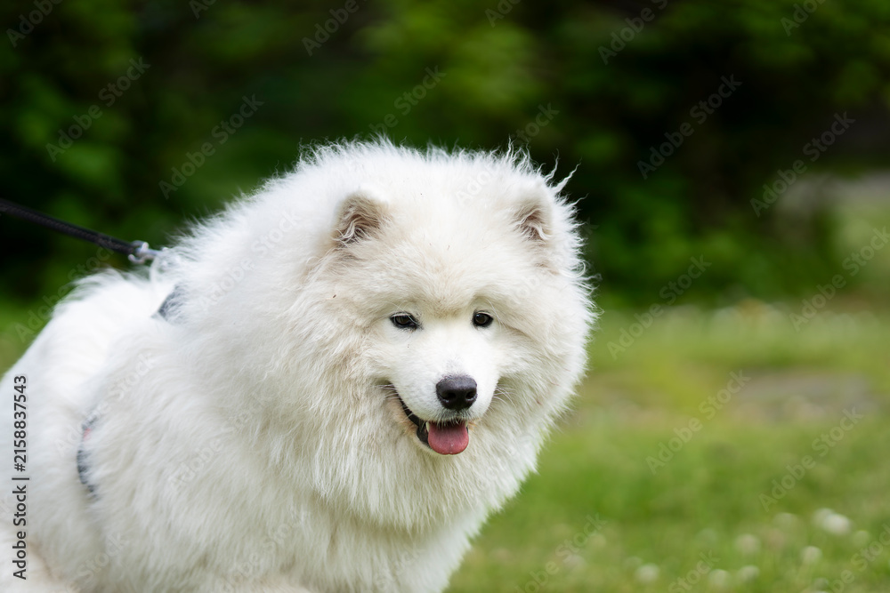 Naklejka premium With a joyful expression and a coat as soft as a cloud, a young Samoyed enjoys a peaceful summer. Young Samoyed dog with a thick white double coat and bright expressive eyes, posing on a meadow. 