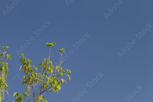 Texture of a green leaves against blue sky in a hot summer 
