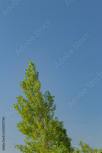 Texture of a green leaves against blue sky in a hot summer 