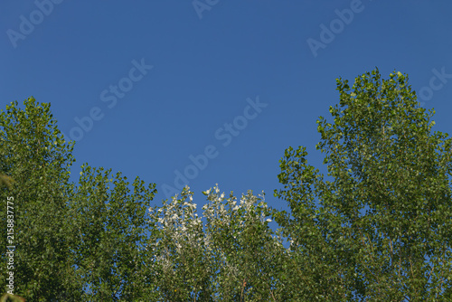 Texture of a green leaves against blue sky in a hot summer 