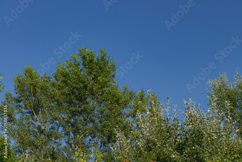 Texture of a green leaves against blue sky in a hot summer 