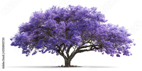 A beautiful jacaranda tree covered in purple blossoms stands alone on a white background.