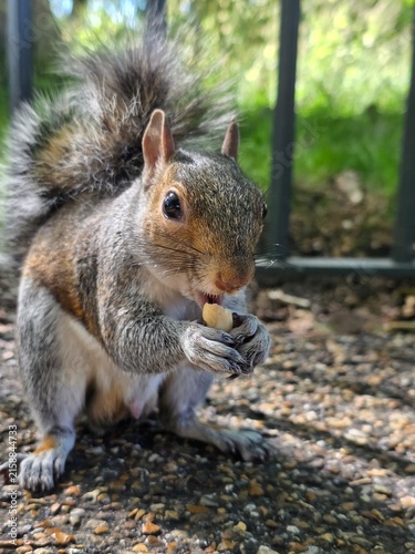 Fotografie Close-up profile of an eastern grey squirrel sitting on the ground and nibbling
