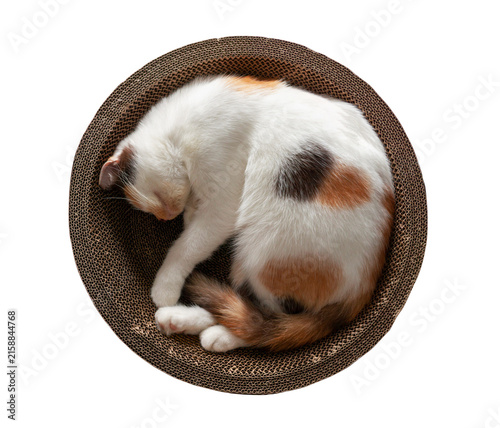 Adorably cozy calico kitten curled up asleep inside a round corrugated cardboard scratcher bed isolated on a pure white background.