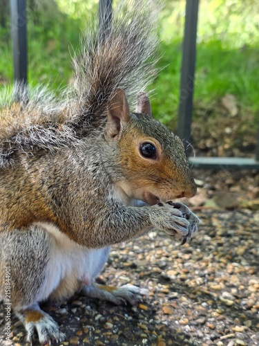 Obraz na plátně Close-up profile of an eastern grey squirrel sitting on the ground and nibbling