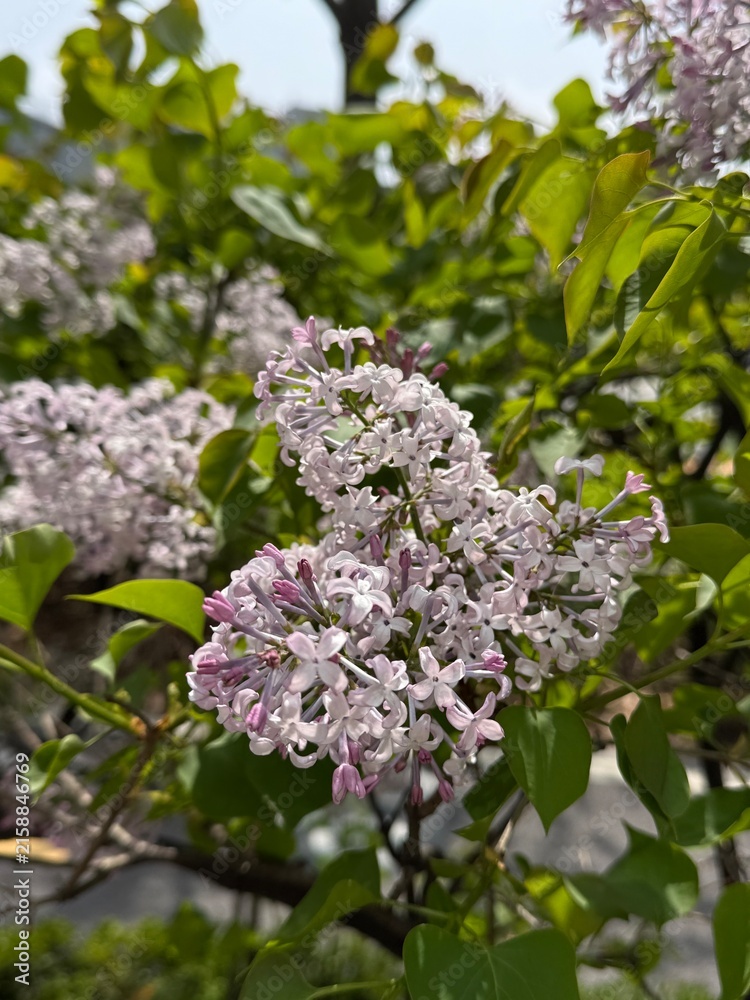 Obraz premium lilac flower