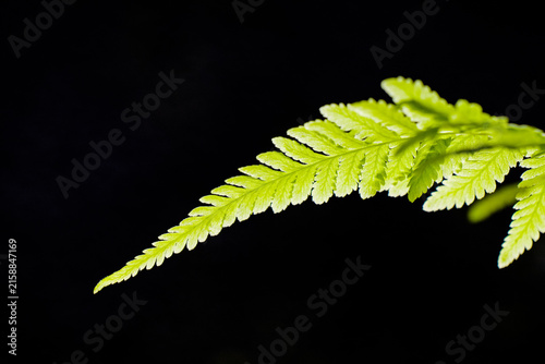 Quadro su tela Close-up of fern pinnate leaves with black background lighting