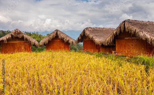 Cuadro en lienzo Traditional bamboo huts overlooking golden rice field in Hoang Su Phi, Vietnam