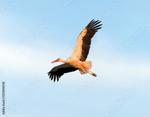 White stork (Ciconia ciconia) flying against a clear blue sky