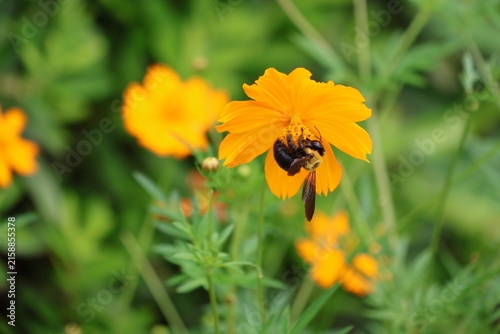 A yellow-chested carpenter bee sipping nectar from a yellow cosmos flower
