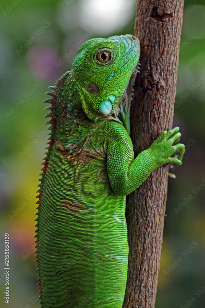 Fototapeta premium Green Iguana