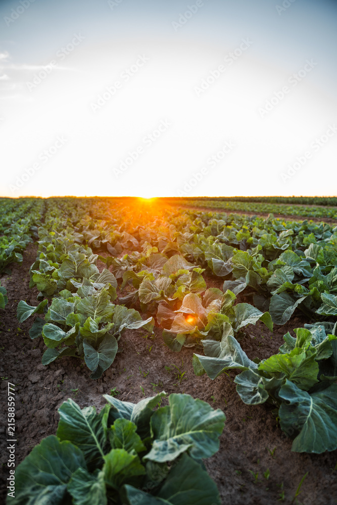 Fototapeta premium Expanding agricultural field of green cabbage plants growing in rich soil during a beautiful sunset, symbolizing growth and harvest