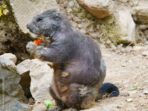 Cuadro en lienzo animal qui mange rongeur