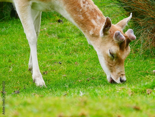 Cuadro en lienzo biche qui mange herbe verte