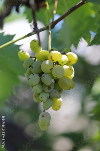 Bunch of white grapes on vine