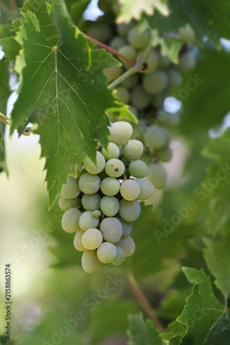 Bunch of white grapes on vine
