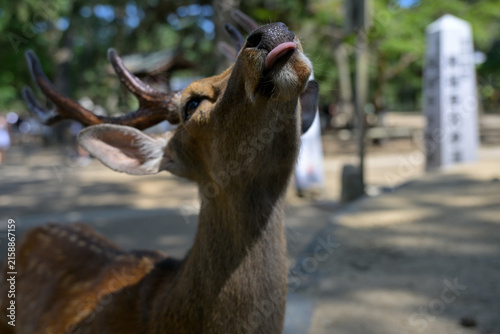 Sacred Deer Resting Near Famous Nara Temple