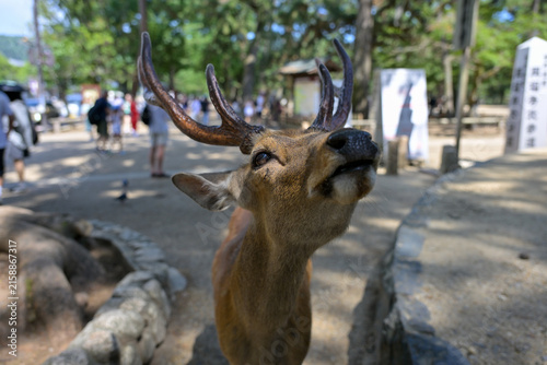 Sacred Deer Resting Near Famous Nara Temple