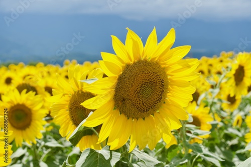 夏の圧巻のひまわり畑