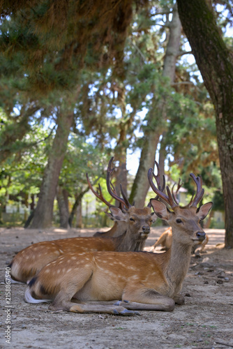 Sacred Deer Resting Near Famous Nara Temple
