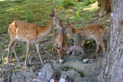 Sacred Deer Resting Near Famous Nara Temple