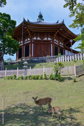 Sacred Deer Resting Near Famous Nara Temple