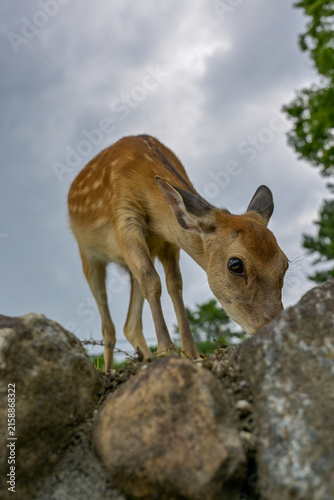 Sacred Deer Resting Near Famous Nara Temple