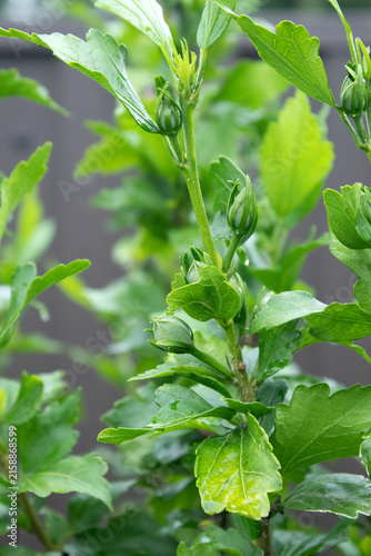 Garden Hibiscus with Green Flower Buds and Fresh Leaves