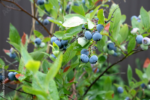 Rabbiteye blueberries are a true superfood straight from nature's bounty