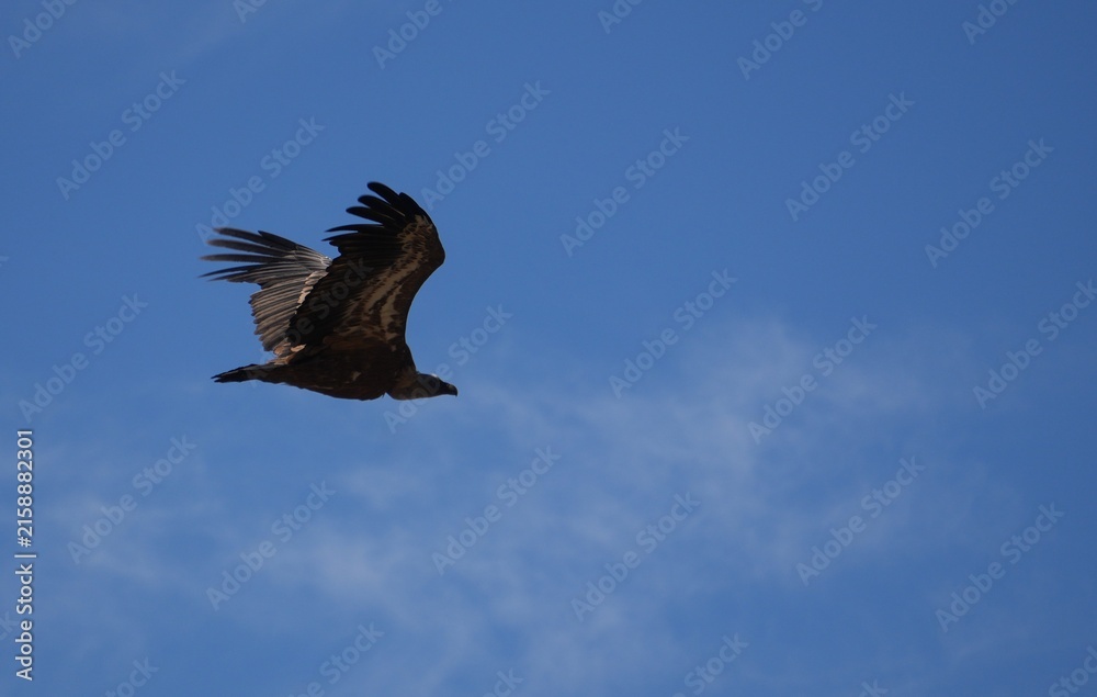 Fototapeta premium Griffon vulture flying in profile with detailed wings against blue sky