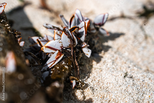 Canvas Print Goose barnacles cluster on a wet piece of driftwood resting on coarse tropical beach sand under natural daylight, showing detailed shell valves and peduncles