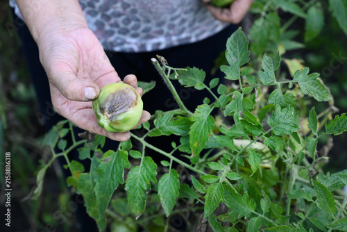 Hands hold damaged tomatoes from home garden