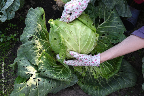 Harvesting fresh cabbage in a home garden during a sunny afternoon