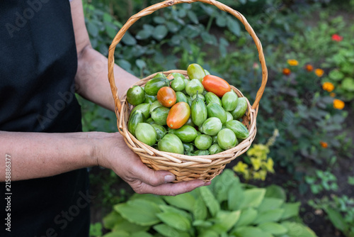 Fresh vegetable melange on wooden rustic background.
