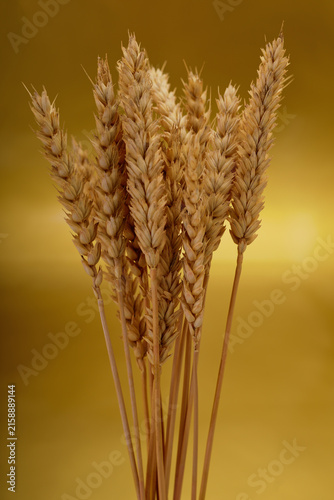 Golden ears of ripe wheat on a golden background.