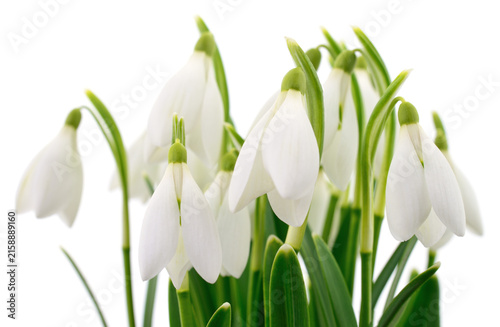 Bouquet of white snowdrop flowers isolated on a white background.