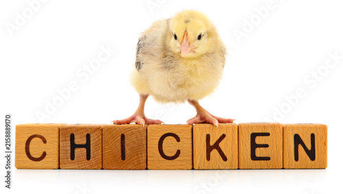 Small chick standing on wooden blocks spelling chicken isolated on a white background.