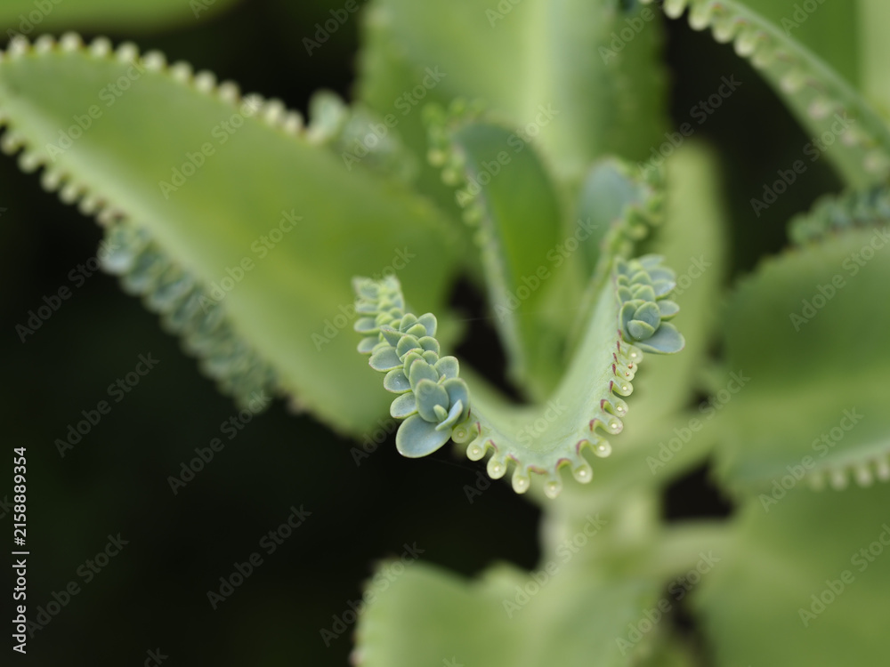 Fototapeta premium Green succulent leaf with plantlets showing botanical growth