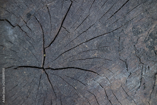 Принти на полотні The surface of the tree trunk appears cracked, with a rough, pitted texture; natural background, texture, and wallpaper