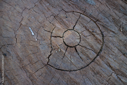 Fotografie The surface of the tree trunk appears cracked, with a rough, pitted texture; natural background, texture, and wallpaper