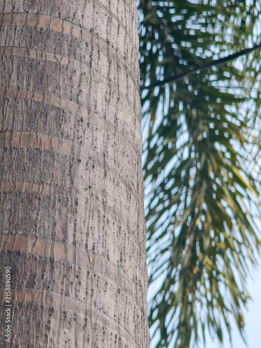 Textured Foxtail Palm Trunk. Close-up of a textured foxtail palm tree trunk with vibrant green fronds softly blurred in the background.