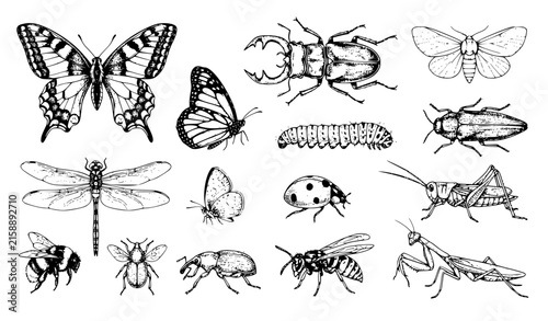 Fotografía Hand Drawn Butterfly Beetle and Caterpillar Engraving Style Vector Illustration