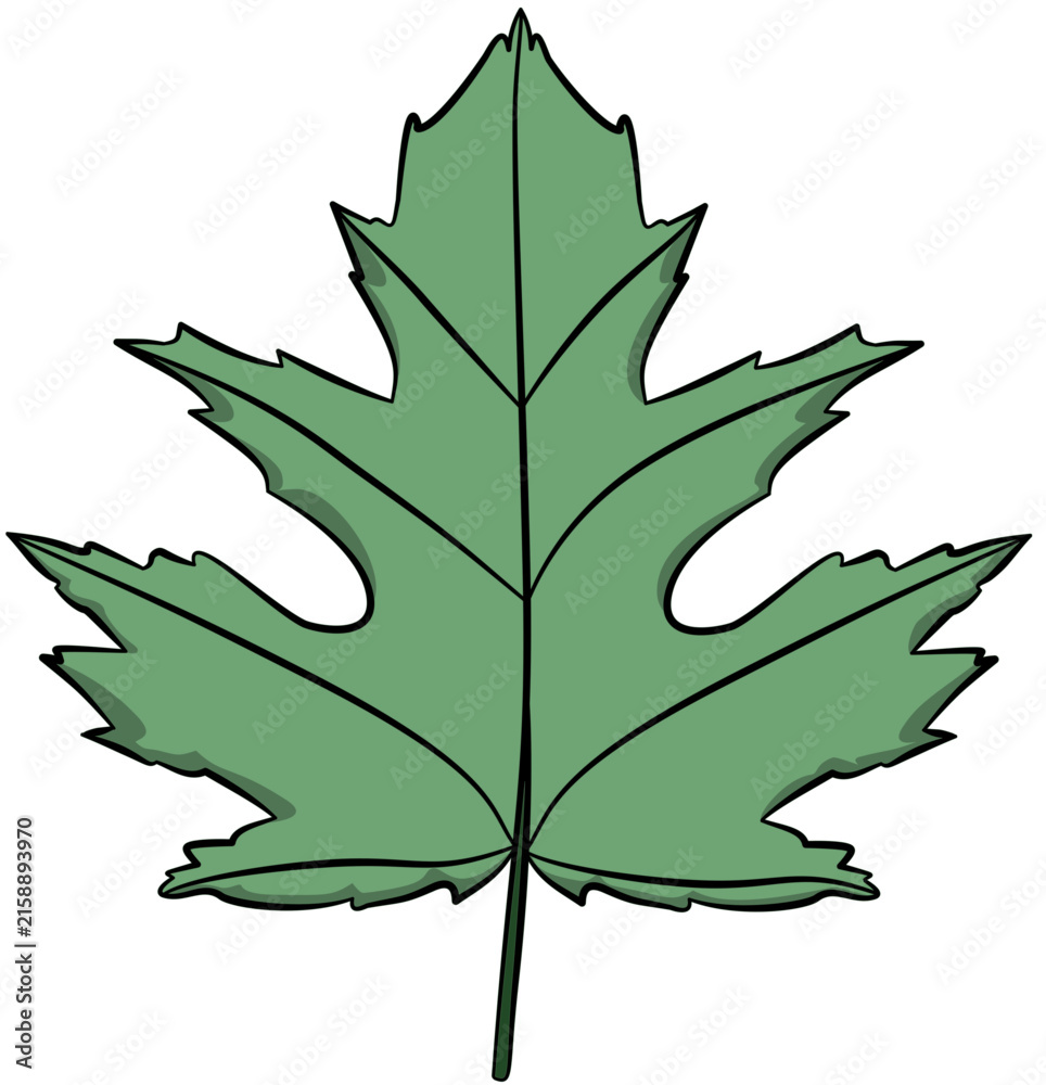 Fototapeta premium Detailed single green maple leaf with distinct veins and pointed edges.