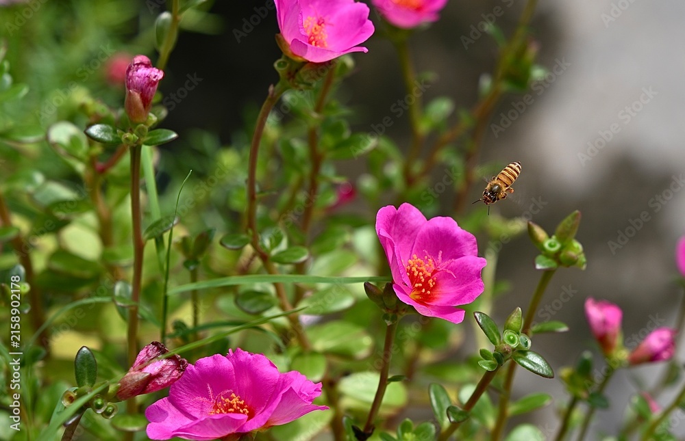 Obraz premium bee on pink flower