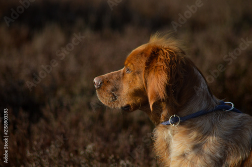dog