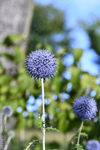 花にはとげがある